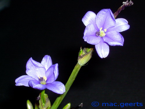 Aristea ecklonii